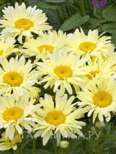 Ромашка (Нивяник) Бродвей Лайтс