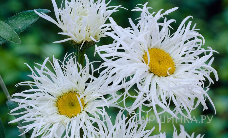 Ромашка (Нивяник) Олд Корт Вэраети