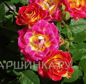 Роза Тиддли Винкс миниатюрная, Викс (лиц)