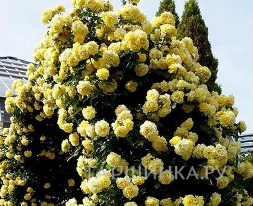 Роза Казино плетистая, Топалович (лиц)