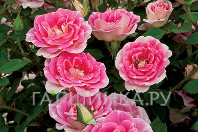 Роза Вимси миниатюрная, Викс (лиц)