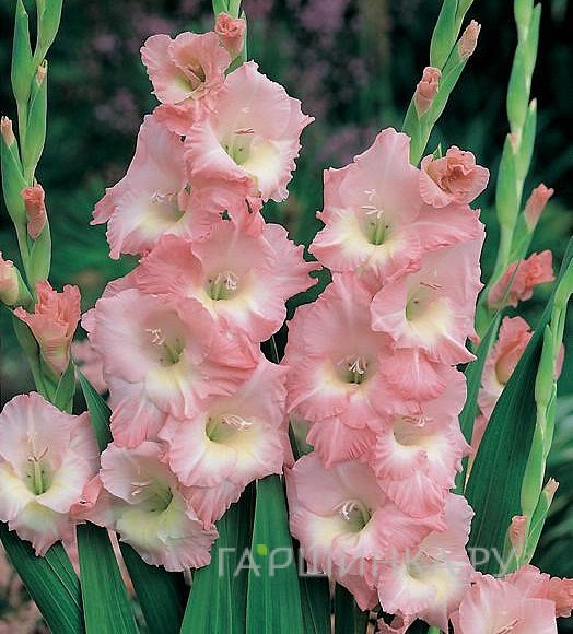 Гладиолус Роуз Супрем 5 шт