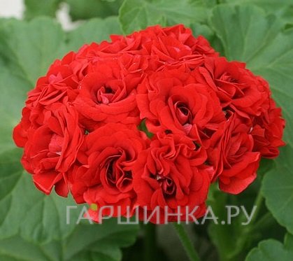 Пеларгония розебудная Розебуд Ред