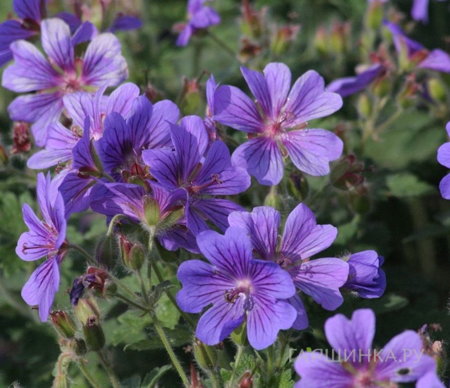 Герань садовая Роузмур