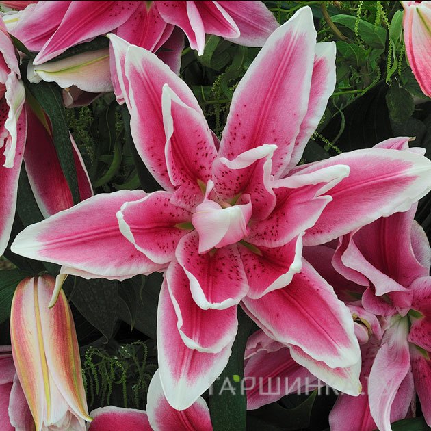 Лилия Росселили Фабиола восточная махровая/ 2шт