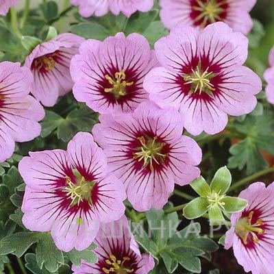 Герань садовая Ротбери Джем пепельная