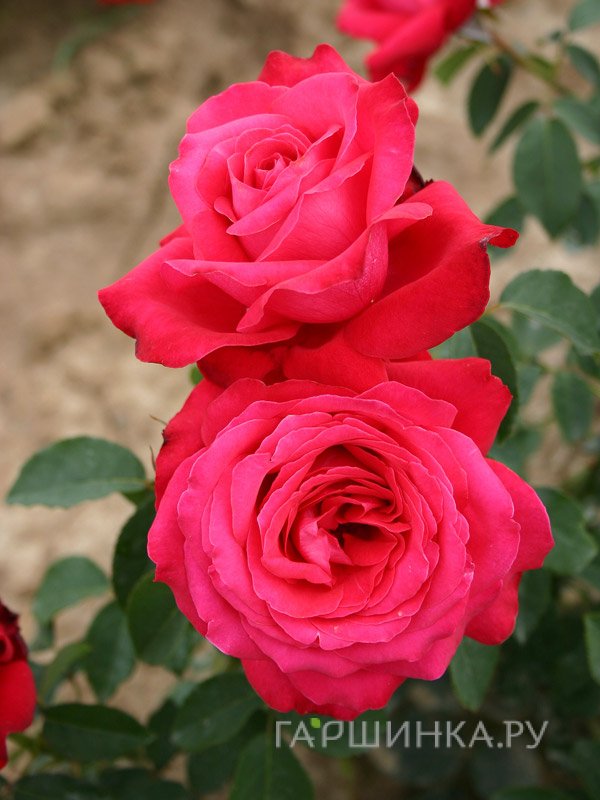 Роза Алекс Ред чайно-гибридная