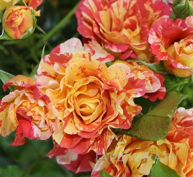 Роза Альфред Сислей, Дельбар (лиц)