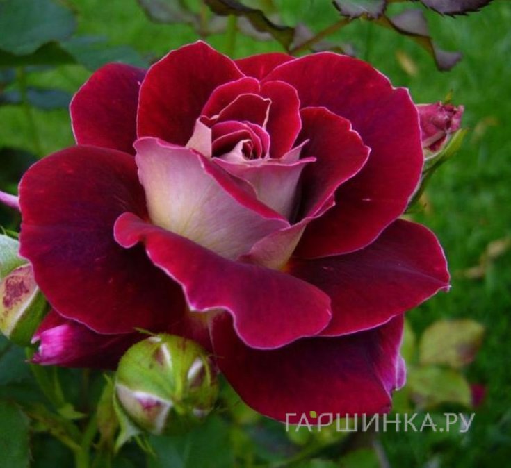 Роза Аллилуйя чайно-гибридная, Топалович (лиц)