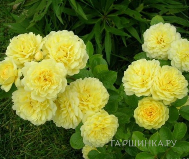 Роза Анни Дюпрей, флорибунда, Топалович (лиц)