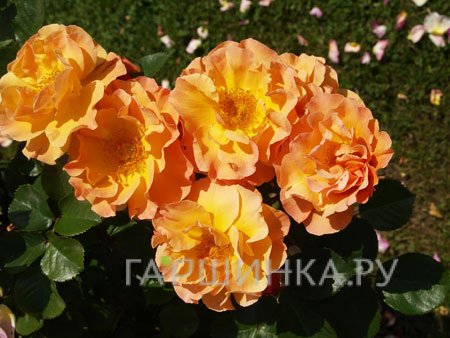 Роза Арабия кустарниковая, Тантау (лиц)