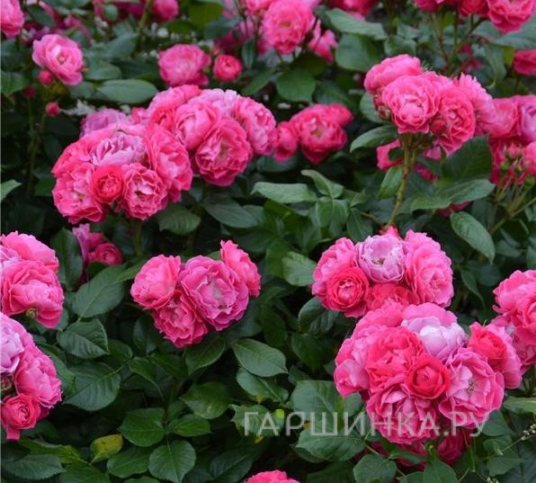 Роза Бордюр Мажента, Дельбар (лиц)