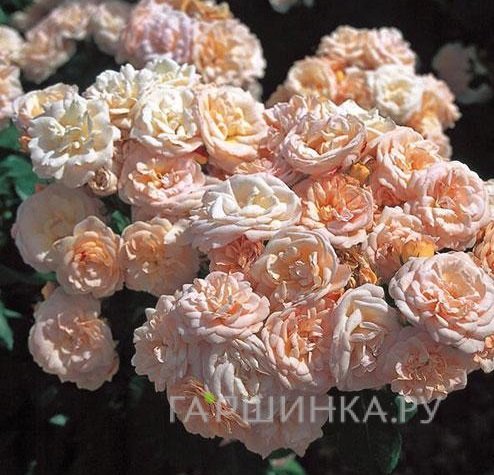 Роза Бордюр Накрэ, Дельбар (лиц)