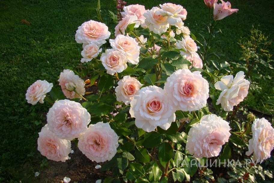 Роза Бремер Штадтмузикантен, Кордес (лиц)