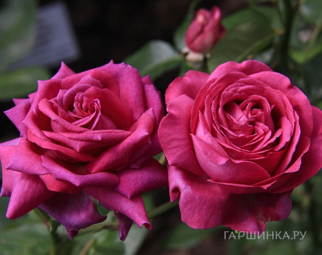 Роза Шартрез Де Парм, Дельбар (лиц)