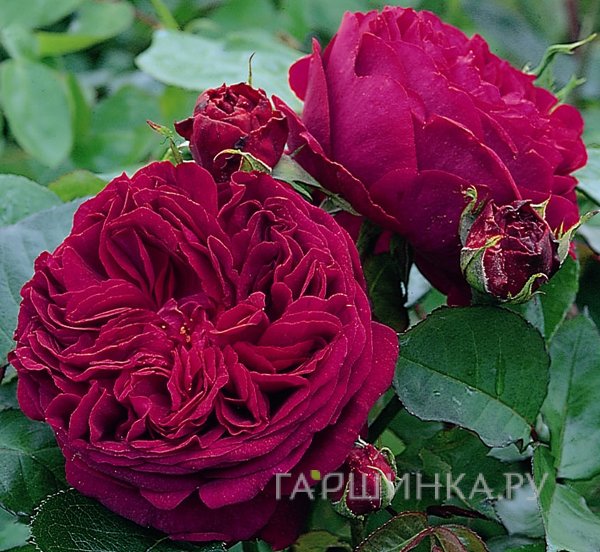 Роза Алан Сушон чайно-гибридная, Топалович (лиц)