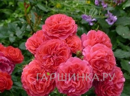 Роза Черри Герл, Кордес (лиц)