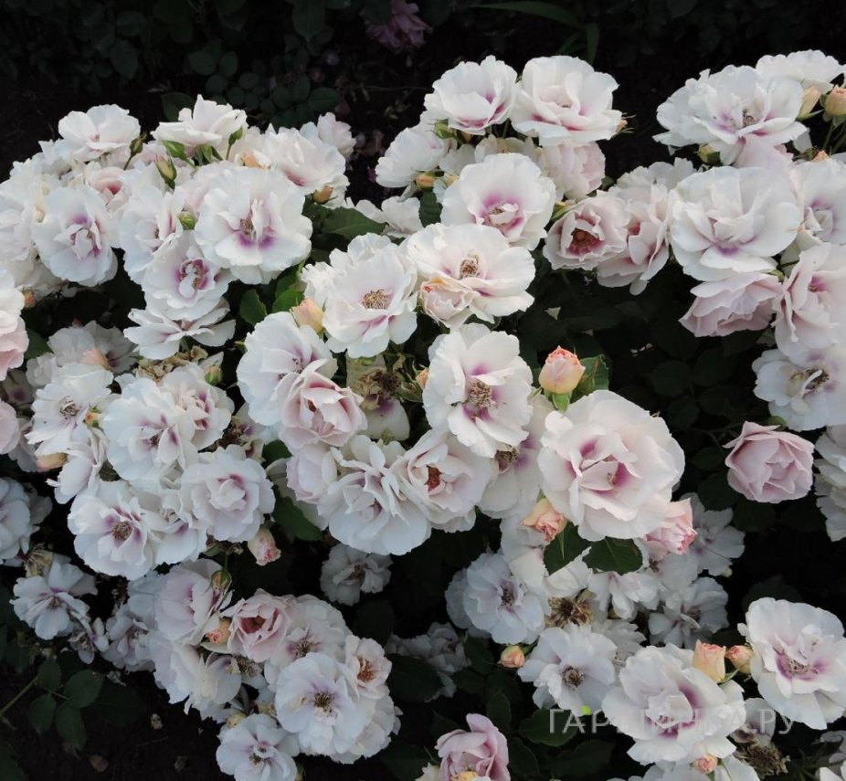 Роза Айс Фо Ю флорибунда, Барни (лиц)