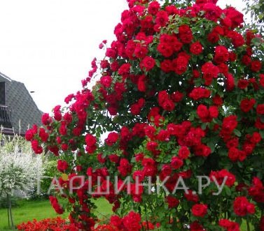 Роза Фламентанц плетистая, Кордес (лиц)