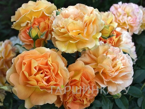 Роза Голдельзе флорибунда, Топалович (лиц)