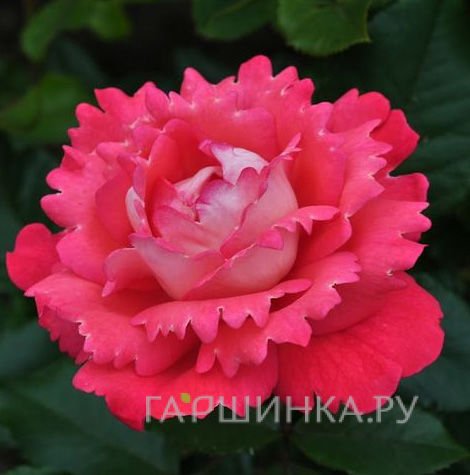 Роза Вайкики флорибунда, Топалович (лиц)