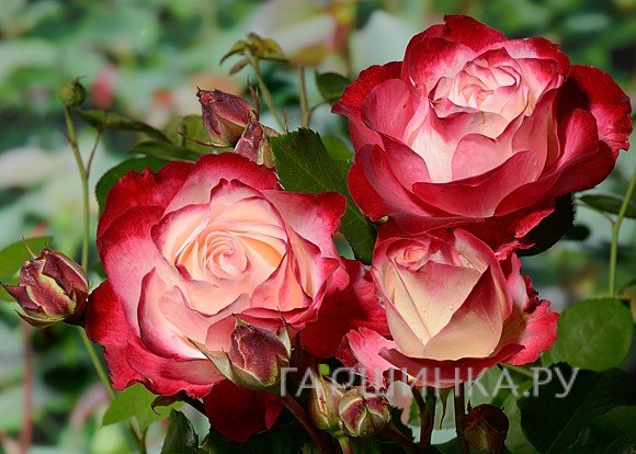 Роза Жюбиле дю Принс де Монако флорибунда, Топалович (лиц)