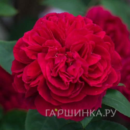 Роза Л. Д. Брайтвайт, Д.Остин кустарниковая (лиц)