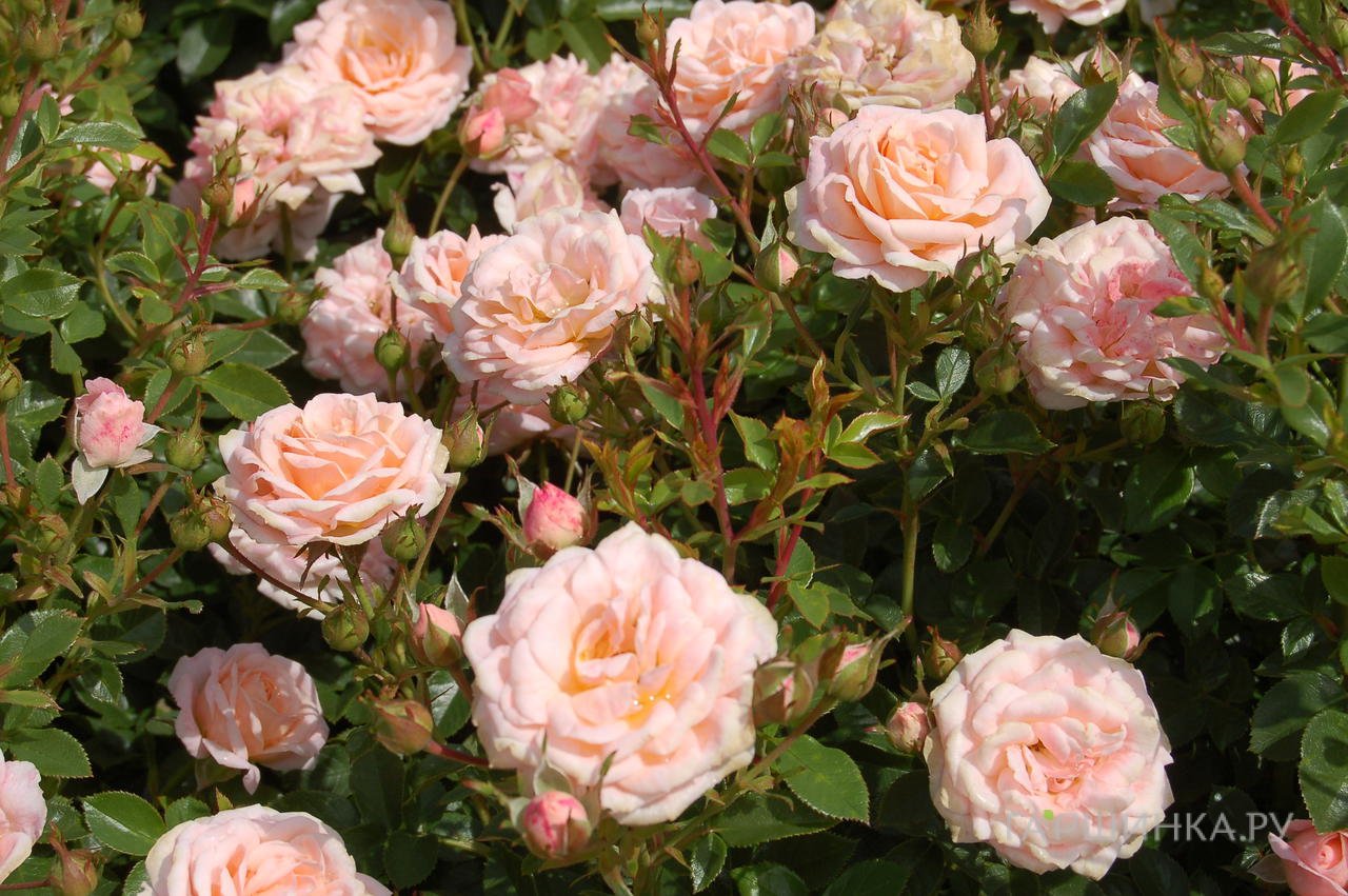 Роза Пич Клементин миниатюрная, Тантау (лиц)