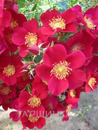 Роза Рубедо почвопокровная Imperial Rose