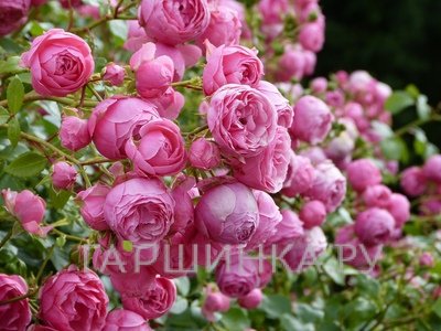 Роза Помпонелла флорибунда, Топалович (лиц)