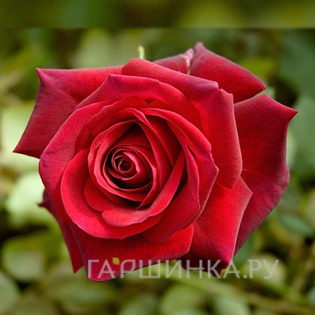 Роза Ред Берлин чайно-гибридная, Топалович (лиц)