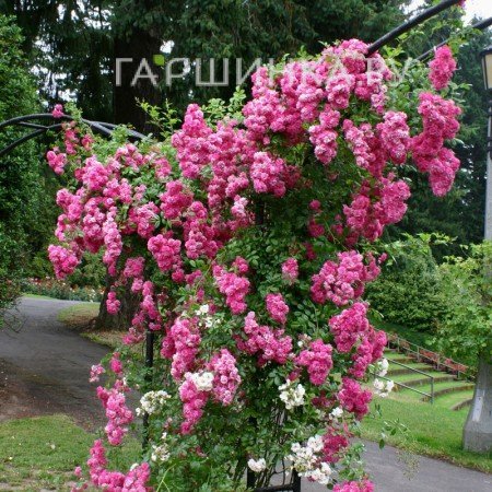 Роза Супер Дороти, Кордес (лиц)