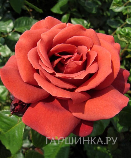 Роза Терракота, Мейян (лиц) купить в Москве по низкой цене