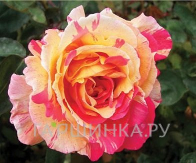 Роза Вариегата ди Барни, Барни (лиц)