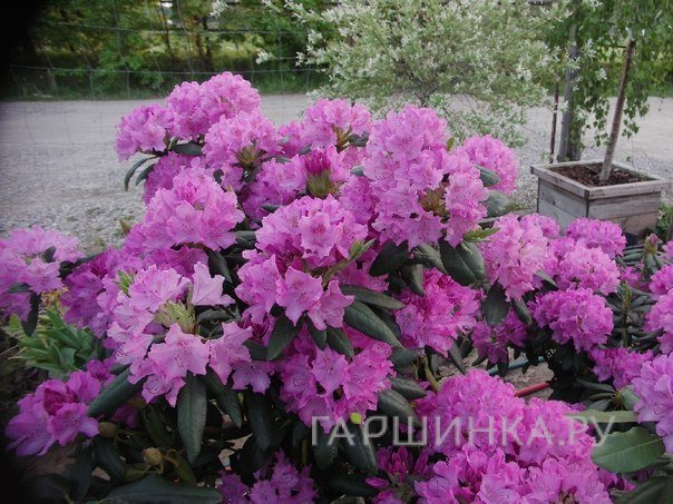 Рододендрон гибридный Розеум Элеганс