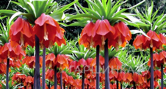 Рябчик императорский Рубра Максима