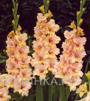 Гладиолус крупноцветковый Румба Фриззл 5шт.