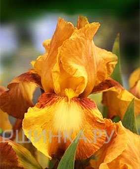 Ирис бородатый Растик Седар