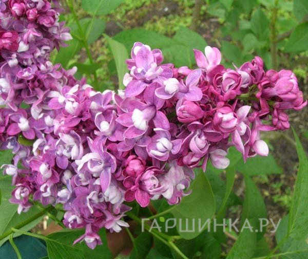 Сирень обыкновенная Этуаль де Ме