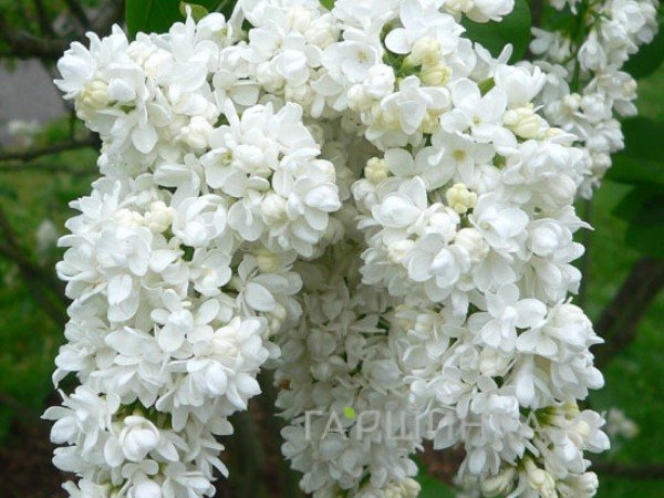 Сирень Жанна Дарк махровая