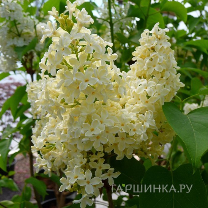 Сирень Примроуз