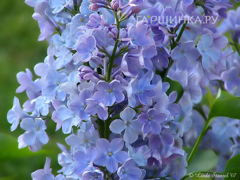 Сирень Веджвуд Блу