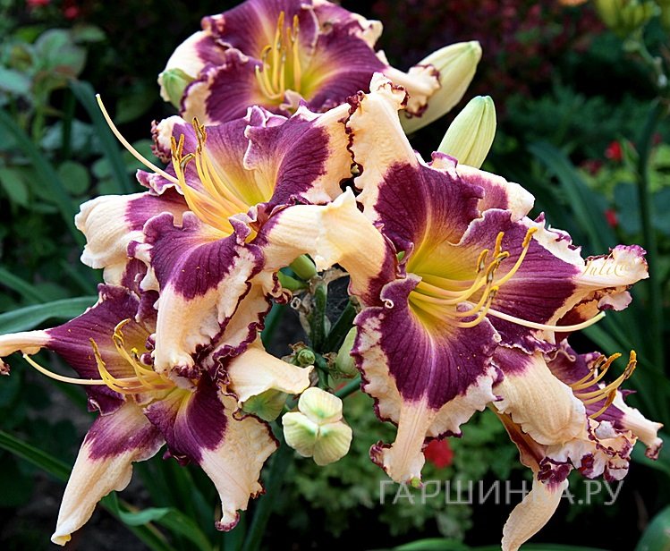 Лилейник Сабина Баур