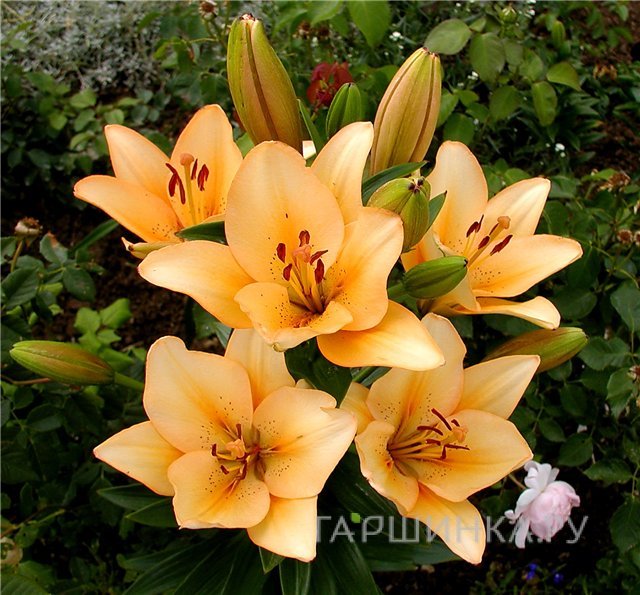 Лилия Сэлмон Классик ЛА-гибрид/2шт