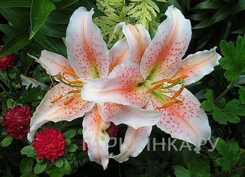 Лилия Салмон Стар восточная/ 2шт