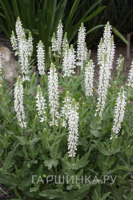 Шалфей (сальвия) дубравный Шнеехугель