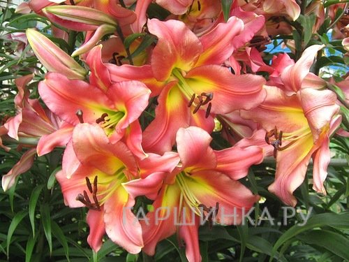 Лилия Сатисфекшн ОТ-гибрид /2шт