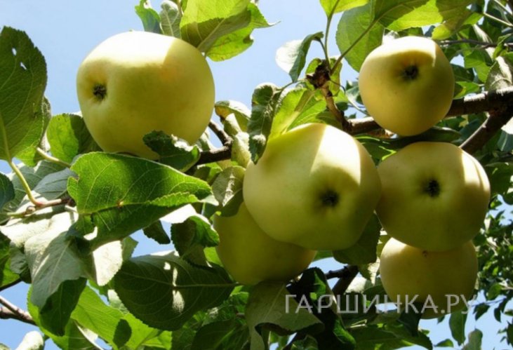 Яблоня Янтарь