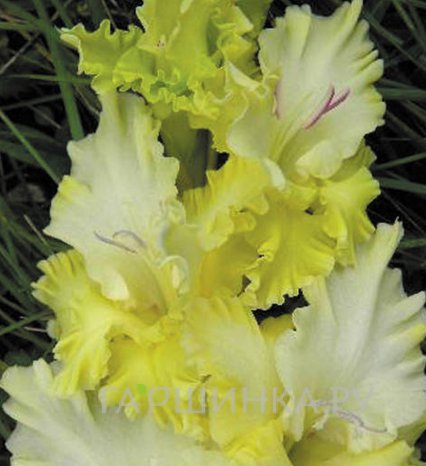 Гладиолус Ажурная вязь 2 шт
