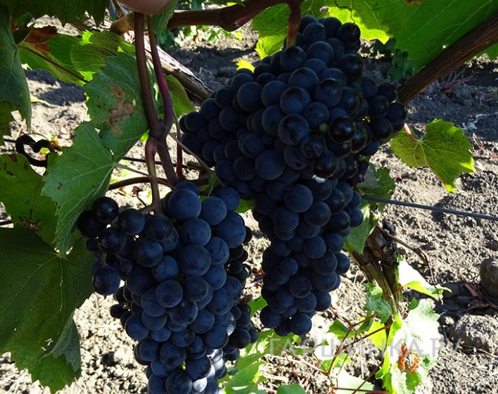 Виноград Вымпел